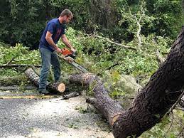 Fairview, UT  Tree Services Company