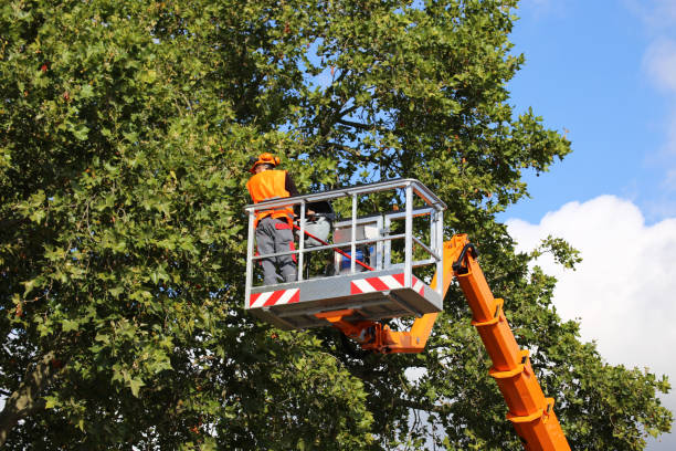 Best Seasonal Cleanup (Spring/Fall)  in Fairview, UT