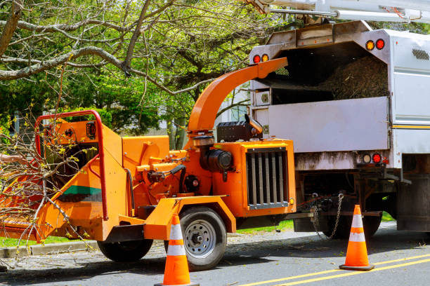 Best Emergency Tree Removal  in Fairview, UT