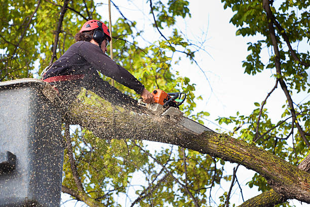 Best Storm Damage Tree Cleanup  in Fairview, UT